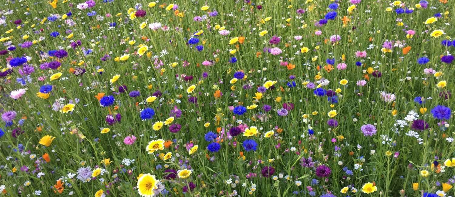 field of white, blue, and yellow-petaled flowers by Free Steph