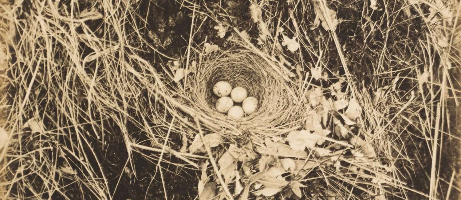 Sepia-toned Yellowhammer Nest with Eggs - Photo by Richard Tepe via The Cleveland Museum of Art