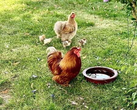 Chickens and chicks moving to drink water with grass background.