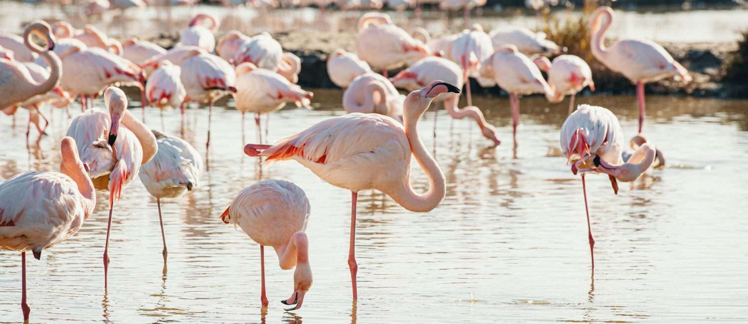 A flock of pink flamingos standing in water - Photo by Jannes Jacobs via Unsplash