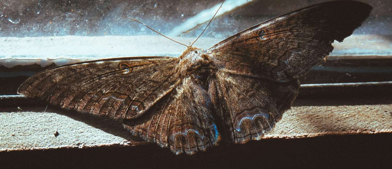 A large brown moth on the sill off a bright, closed window.