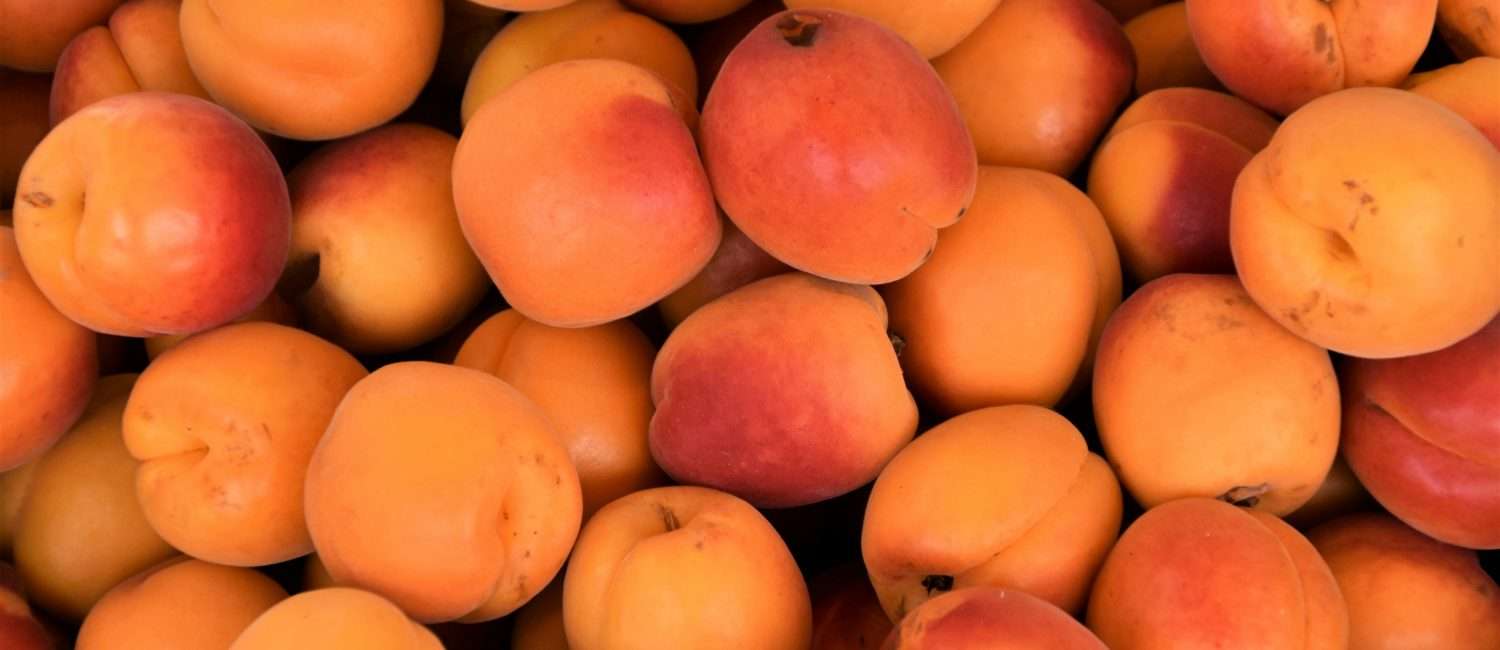 A pile of fresh apricots, many visibly spotted and blemished