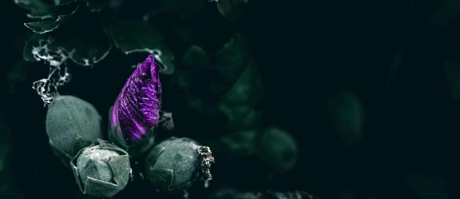 A tight purple bud protruding against a background of murky green