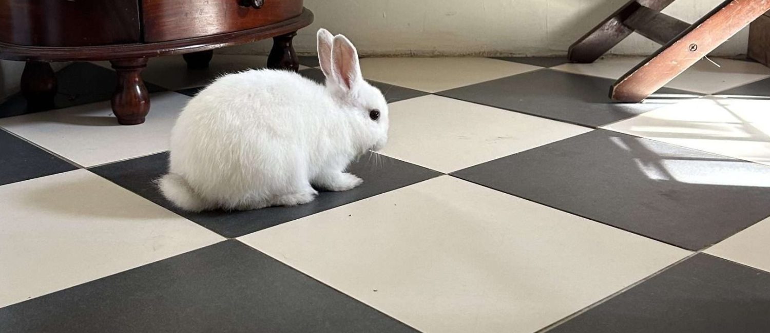 A white rabbit on large black and white tiles, next to a tall wooden floor mirror