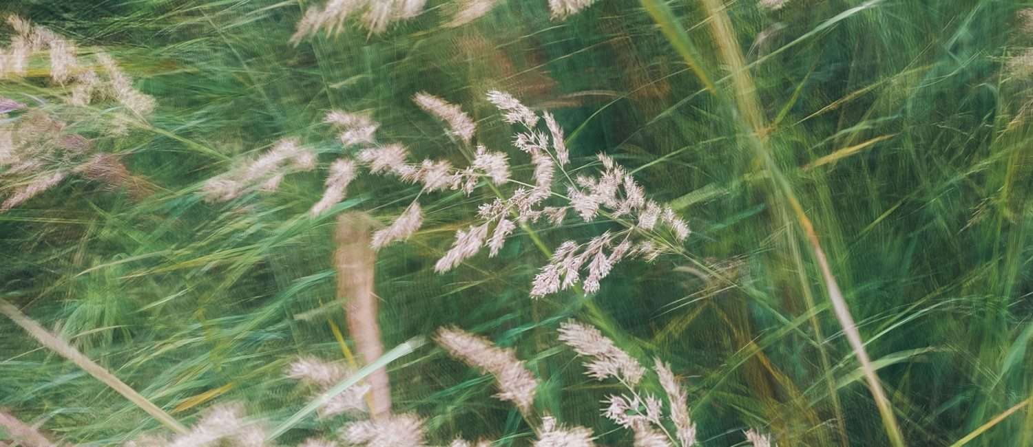 Tall grass tossing in the wind, the pink seed heads blurred with motion.
